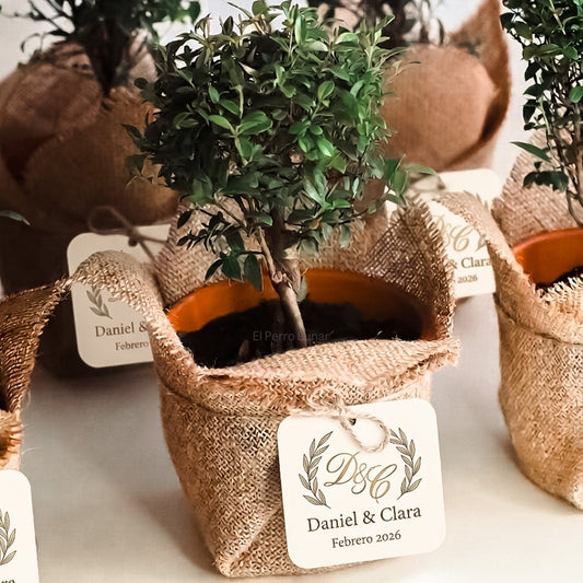 Recuerdo de Boda mini árboles
